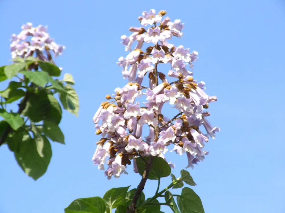 桐の花